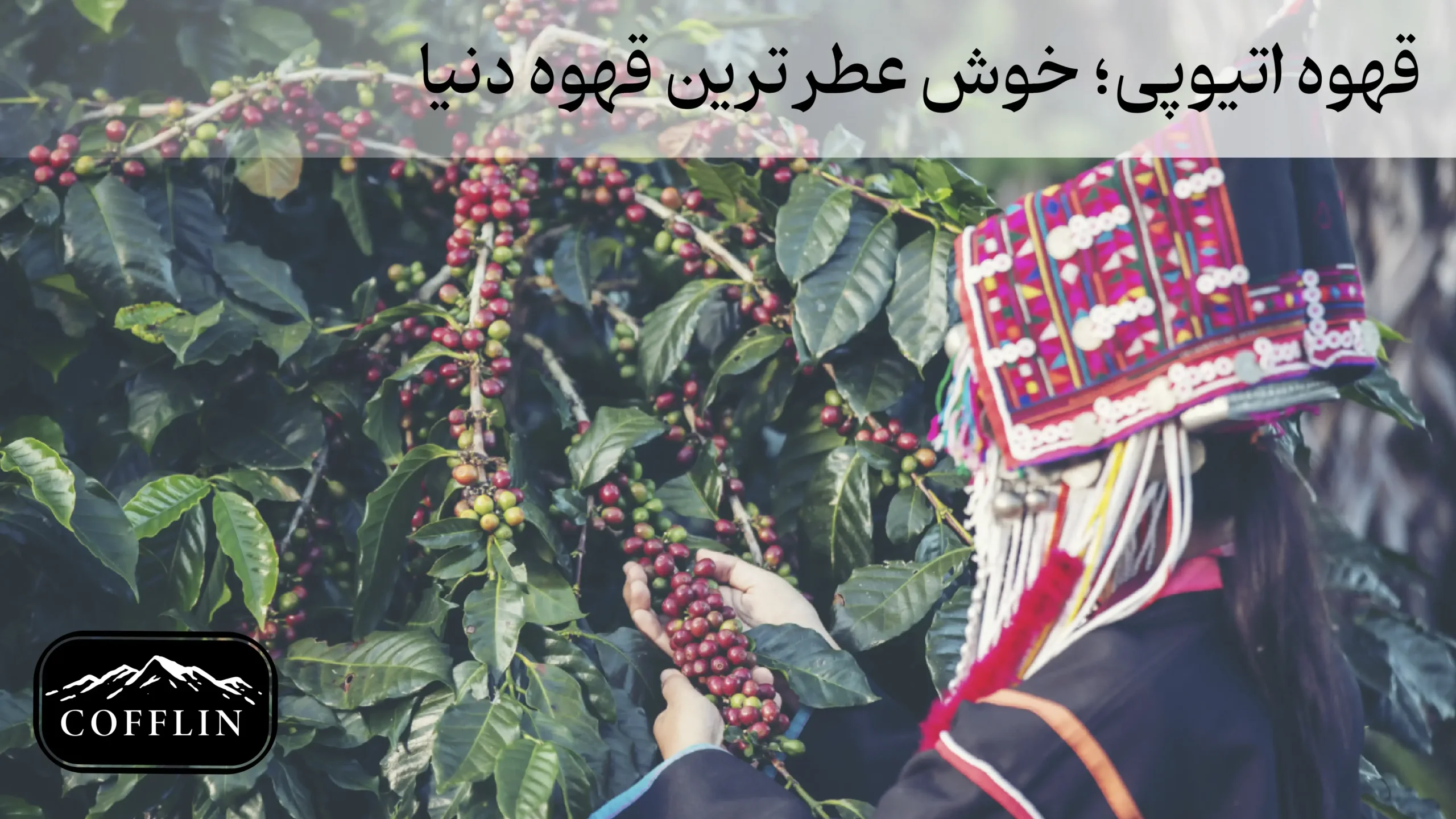 قهوه اتیوپی